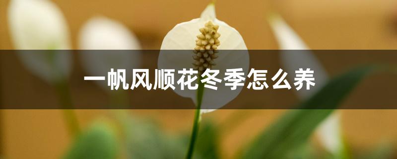 一帆风顺花冬季怎么养,会冻死吗 一帆风顺花冬季怎么养,会冻死吗