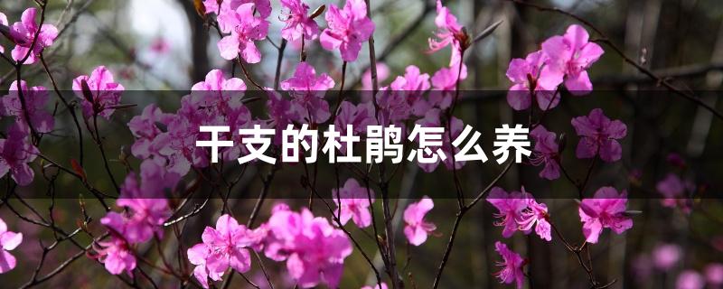 干枝的杜鹃怎么养,开完花是不是就死了 干枝的杜鹃怎么养,开完花是不是就死了
