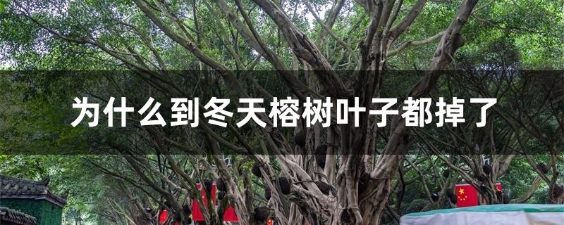为什么到冬天榕树叶子都掉了 为什么到冬天榕树叶子都掉了