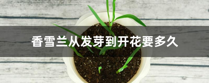 香雪兰从发芽到开花要多久,种球的种植方法 香雪兰从发芽到开花要多久,种球的种植方法