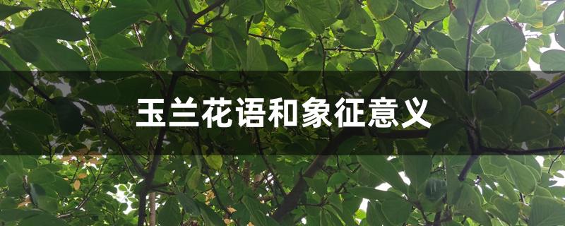 玉兰花语和象征意义,玉兰花的传说 玉兰花语和象征意义,玉兰花的传说