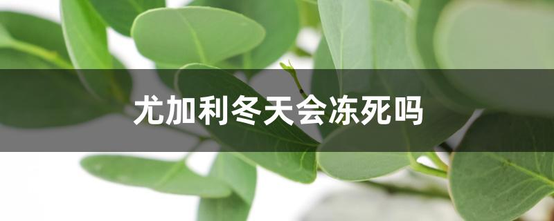 尤加利冬天会冻死吗,怎么过冬 尤加利冬天会冻死吗,怎么过冬