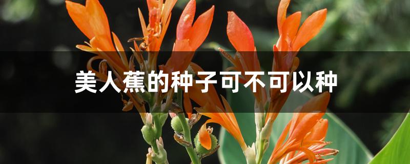 美人蕉的种子可不可以种,球茎怎么种植 美人蕉的种子可不可以种,球茎怎么种植