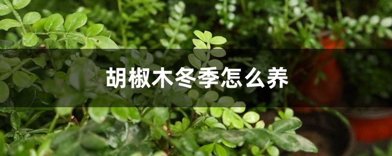 胡椒木冬季怎么养,冬天几天浇一次水 胡椒木冬季怎么养,冬天几天浇一次水