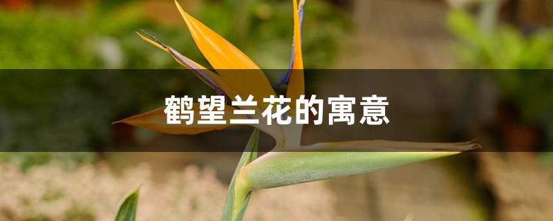 鹤望兰花的寓意,可以送人吗 鹤望兰花的寓意,可以送人吗