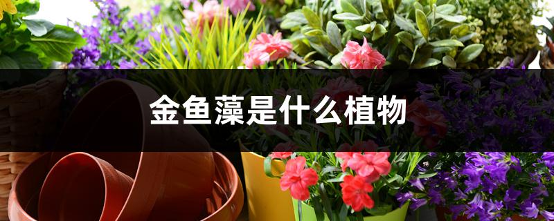 金鱼藻是什么植物,能开花结果吗 金鱼藻是什么植物,能开花结果吗