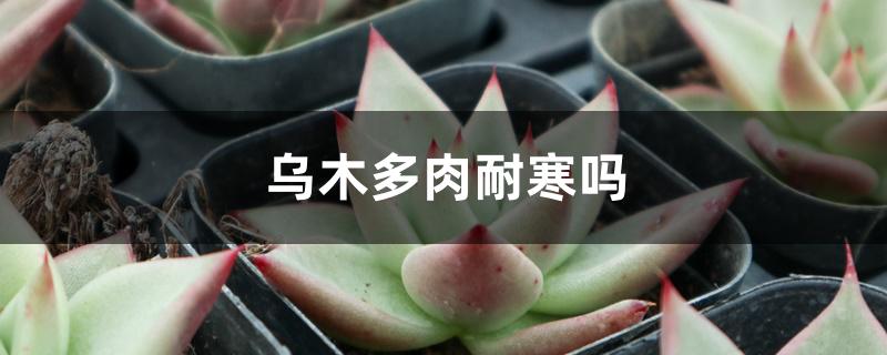 乌木多肉耐寒吗,冬天怎么养 乌木多肉耐寒吗,冬天怎么养