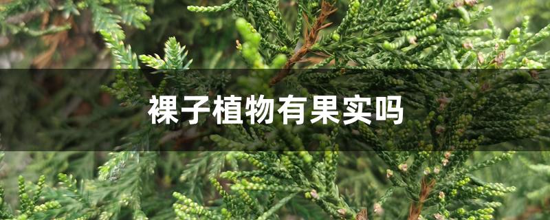 裸子植物有果实吗,常见裸子植物有哪些 裸子植物有果实吗,常见裸子植物有哪些