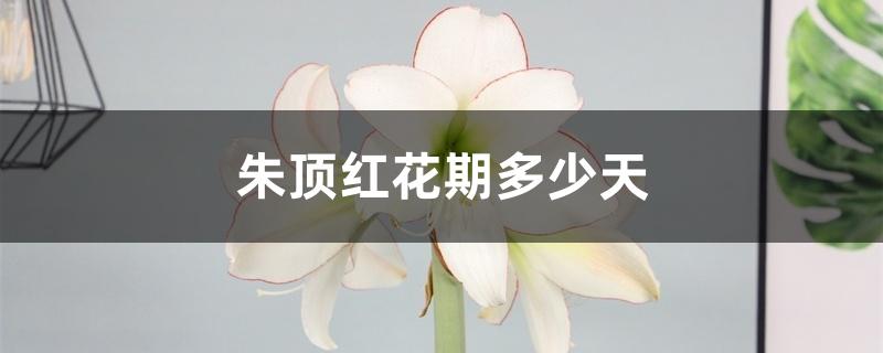 朱顶红花期多少天,能活几年 朱顶红花期多少天,能活几年