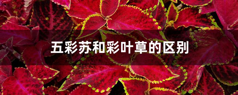 五彩苏和彩叶草的区别,养殖方法和繁殖方法 五彩苏和彩叶草的区别,养殖方法和繁殖方法