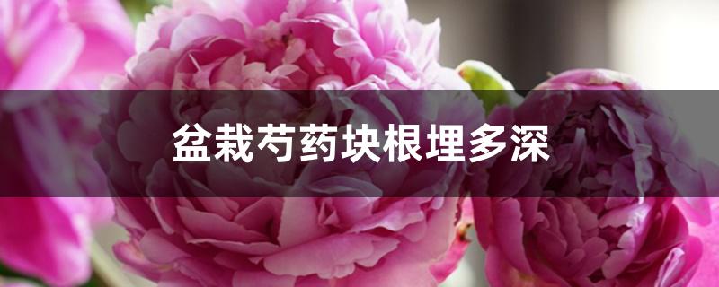 盆栽芍药块根埋多深,块根如何种植 盆栽芍药块根埋多深,块根如何种植