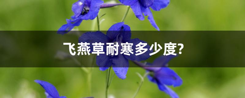 飞燕草耐寒多少度? 如何顺利越冬 飞燕草耐寒多少度? 如何顺利越冬