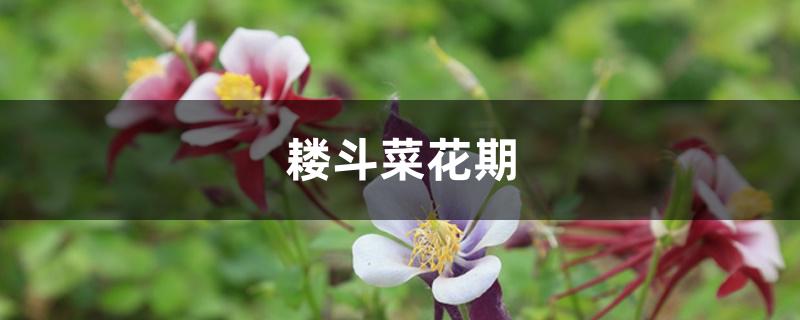 耧斗菜花期,如何促进多次开花 耧斗菜花期,如何促进多次开花