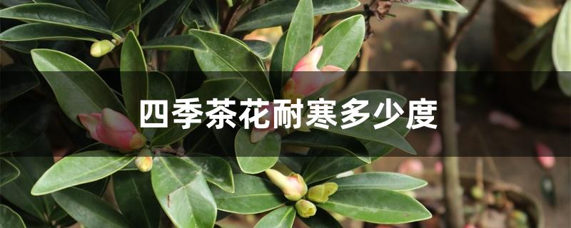 四季茶花耐寒多少度,冬季养护方法 四季茶花耐寒多少度,冬季养护方法