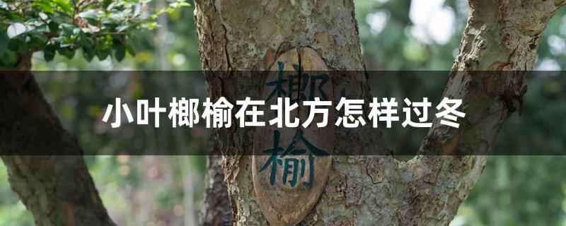 小叶榔榆在北方怎样过冬,冬季能翻盆吗 小叶榔榆在北方怎样过冬,冬季能翻盆吗