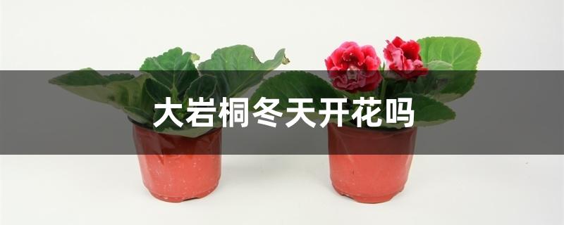 大岩桐冬天开花吗,怎么过冬 大岩桐冬天开花吗,怎么过冬