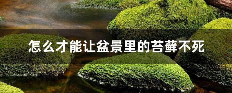 怎么才能让盆景里的苔藓不死,冬季能耐寒吗 怎么才能让盆景里的苔藓不死,冬季能耐寒吗