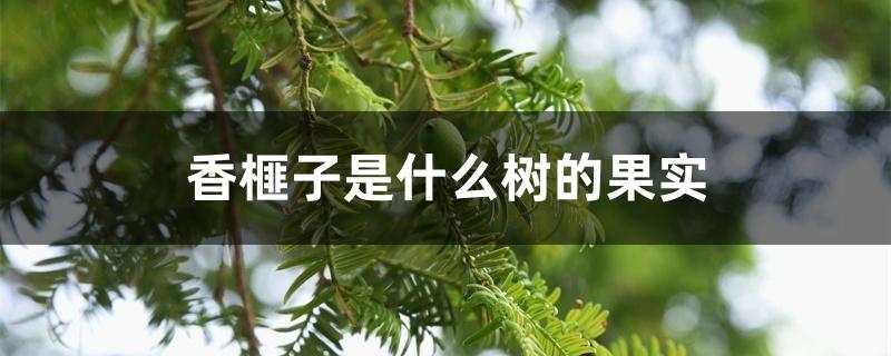 香榧子是什么树的果实,黑衣能吃吗 香榧子是什么树的果实,黑衣能吃吗