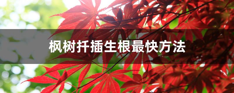 枫树扦插生根最快方法,还有什么繁殖方法 枫树扦插生根最快方法,还有什么繁殖方法