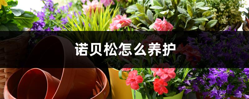 诺贝松怎么养护,制作圣诞树还能选择什么树 诺贝松怎么养护,制作圣诞树还能选择什么树