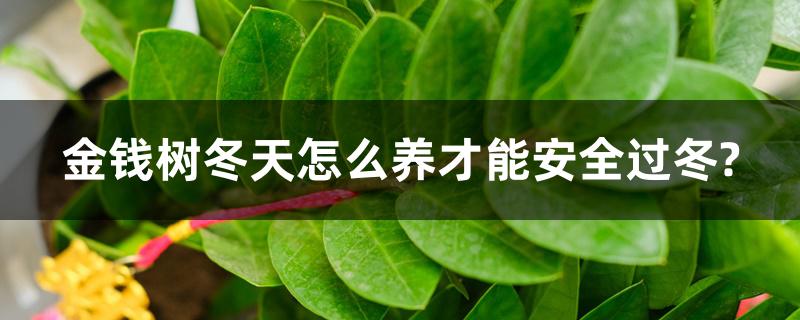 金钱树冬天怎么养才能安全过冬? 有什么注意事项