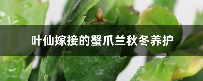 叶仙嫁接的蟹爪兰秋冬养护,浇水方法 叶仙嫁接的蟹爪兰秋冬养护,浇水方法