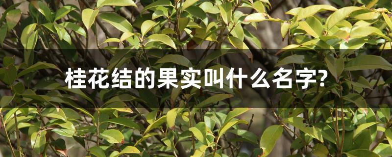 桂花结的果实叫什么名字?如何播种 桂花结的果实叫什么名字?如何播种