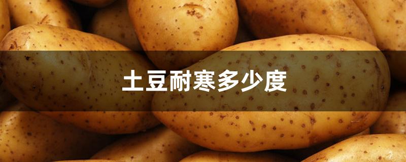 土豆耐寒多少度,土豆苗如何过冬 土豆耐寒多少度,土豆苗如何过冬