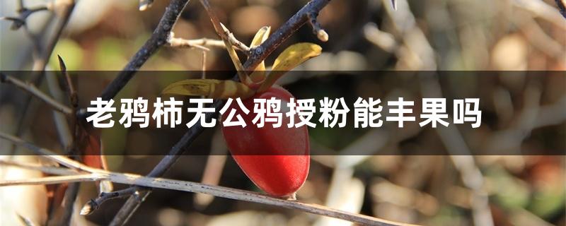 老鸦柿无公鸦授粉能丰果吗,没有公花怎么办 老鸦柿无公鸦授粉能丰果吗,没有公花怎么办