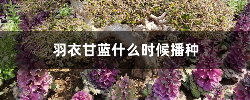 羽衣甘蓝什么时候播种,种植小技巧 羽衣甘蓝什么时候播种,种植小技巧
