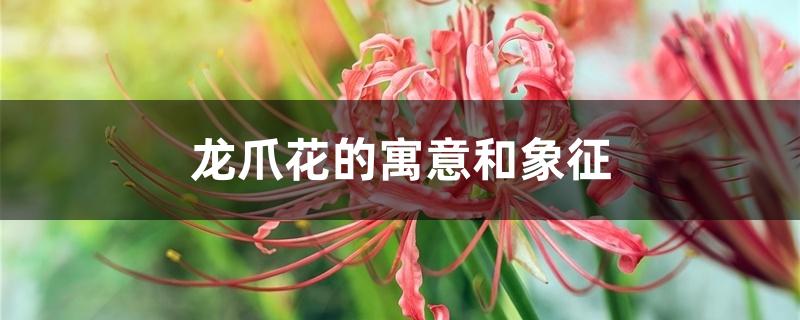 龙爪花的寓意和象征,什么时候开花 龙爪花的寓意和象征,什么时候开花