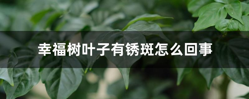 幸福树叶子有锈斑怎么回事,怎么办 幸福树叶子有锈斑怎么回事,怎么办