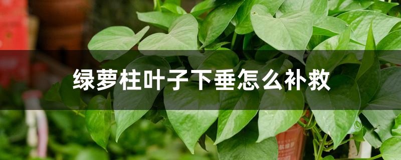 绿萝柱叶子下垂怎么补救,怎么回事 绿萝柱叶子下垂怎么补救,怎么回事