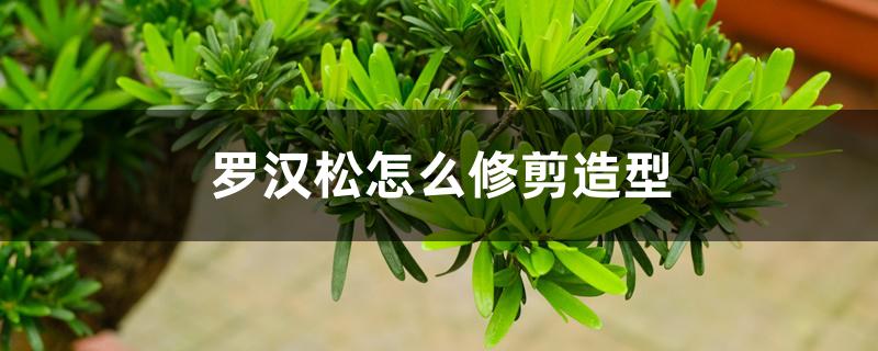 罗汉松怎么修剪造型,造型技巧 罗汉松怎么修剪造型,造型技巧