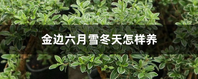 金边六月雪冬天怎样养,冬天落叶吗 金边六月雪冬天怎样养,冬天落叶吗