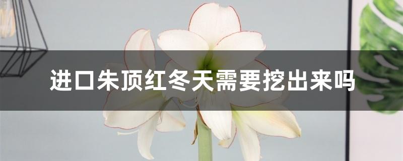 进口朱顶红冬天需要挖出来吗,冬季怎么管理 进口朱顶红冬天需要挖出来吗,冬季怎么管理