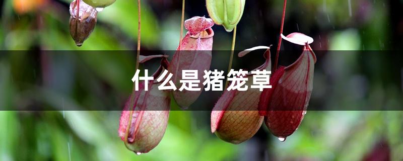 什么是猪笼草,猪笼草的生长习性 什么是猪笼草,猪笼草的生长习性