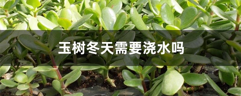 玉树冬天需要浇水吗,冬天如何养护 玉树冬天需要浇水吗,冬天如何养护