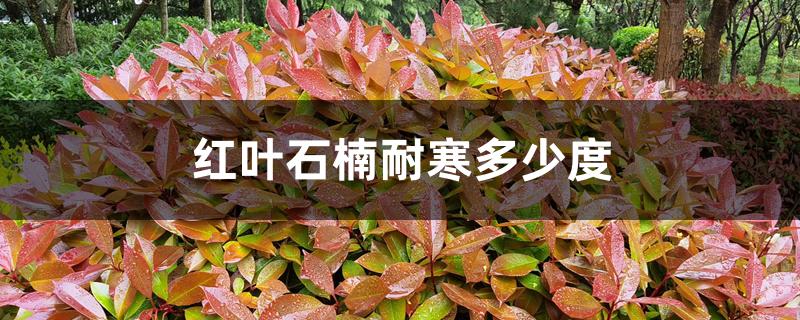 红叶石楠耐寒多少度,怎么过冬 红叶石楠耐寒多少度,怎么过冬