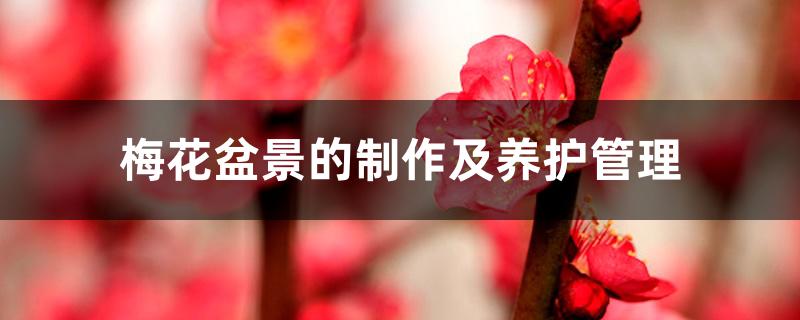 梅花盆景的制作及养护管理,用多大的盆合适 梅花盆景的制作及养护管理,用多大的盆合适