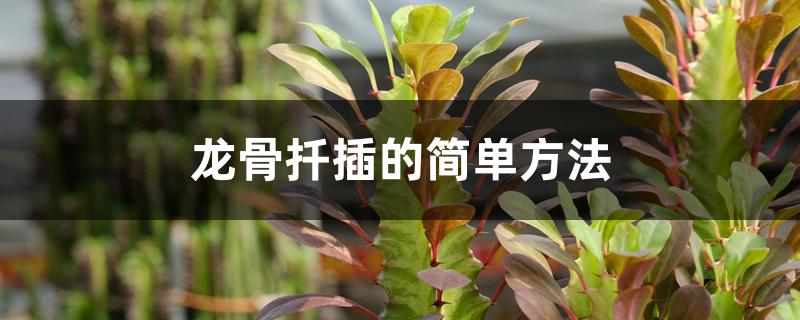 龙骨扦插的简单方法,几月扦插 龙骨扦插的简单方法,几月扦插