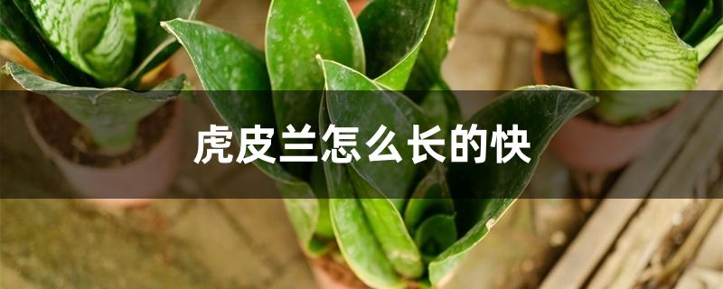 虎皮兰怎么长的快,用什么肥料长的快 虎皮兰怎么长的快,用什么肥料长的快