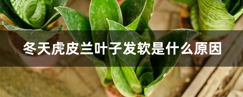 冬天虎皮兰叶子发软是什么原因,怎么补救 冬天虎皮兰叶子发软是什么原因,怎么补救