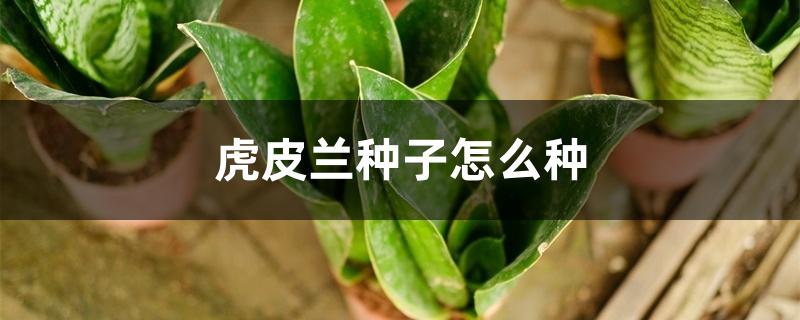 虎皮兰种子怎么种,用什么土栽培 虎皮兰种子怎么种,用什么土栽培