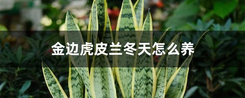 金边虎皮兰冬天怎么养,耐寒多少度 金边虎皮兰冬天怎么养,耐寒多少度