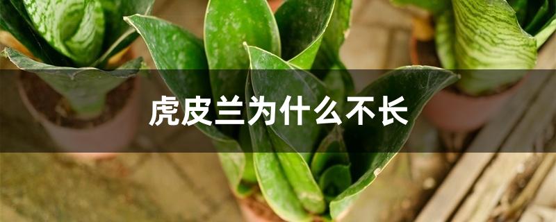 虎皮兰为什么不长,长高秘诀 虎皮兰为什么不长,长高秘诀