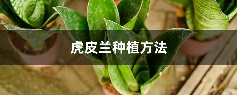 虎皮兰种植方法,怎样养 虎皮兰种植方法,怎样养
