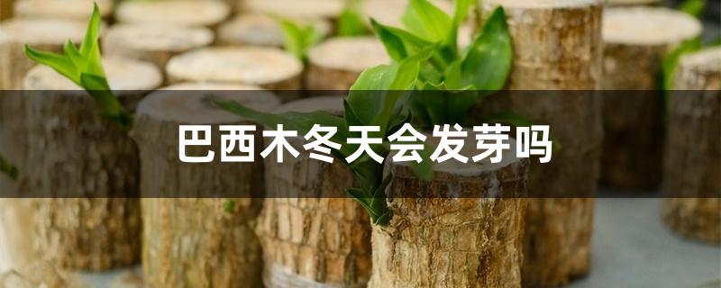 巴西木冬天会发芽吗,水培冬天怎么养活 巴西木冬天会发芽吗,水培冬天怎么养活