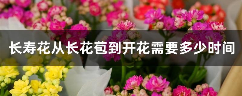 长寿花从长花苞到开花需要多少时间,长出花苞后怎么养护 长寿花从长花苞到开花需要多少时间,长出花苞后怎么养护