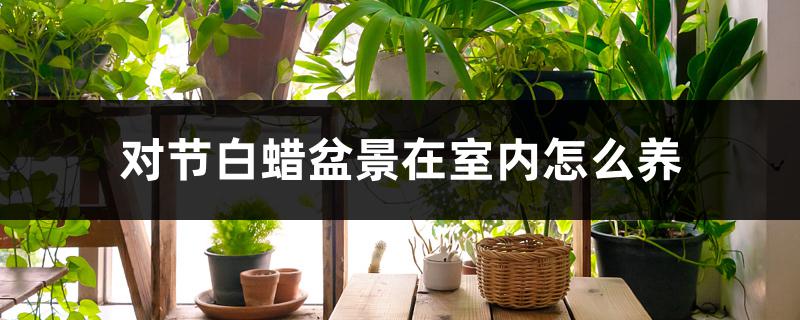 对节白蜡盆景在室内怎么养,如何防治病虫害 对节白蜡盆景在室内怎么养,如何防治病虫害
